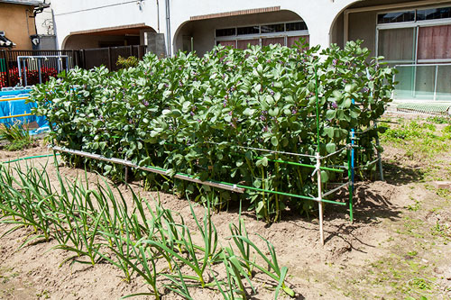 園の野菜畑